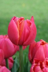 Tulip Lilac Star (49).jpg